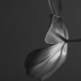 Kunstfotografi i små opplag (editions)