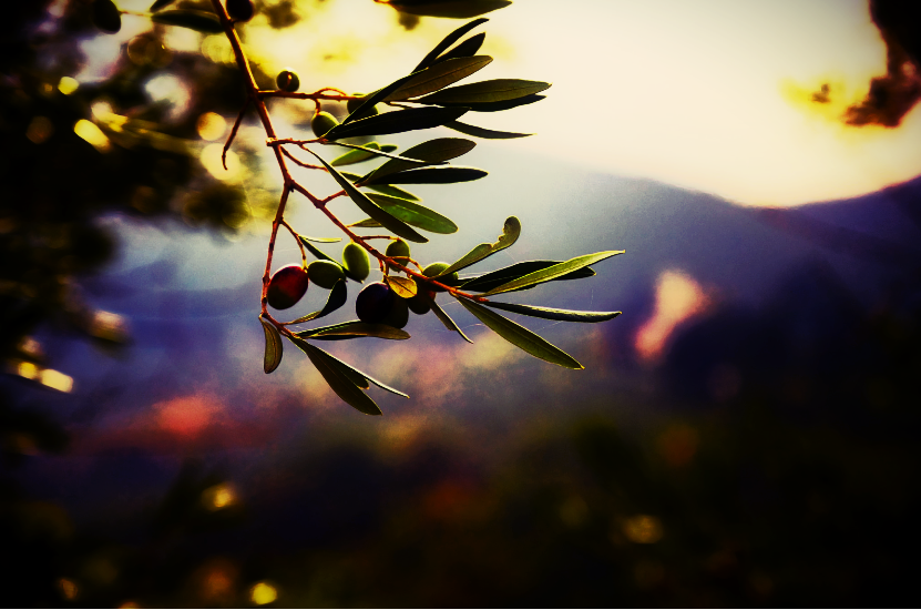 Cretan-Garden